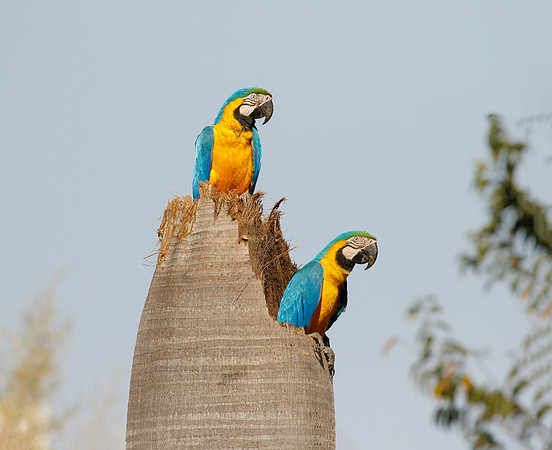 Blue-and-yellow Macaws at nest