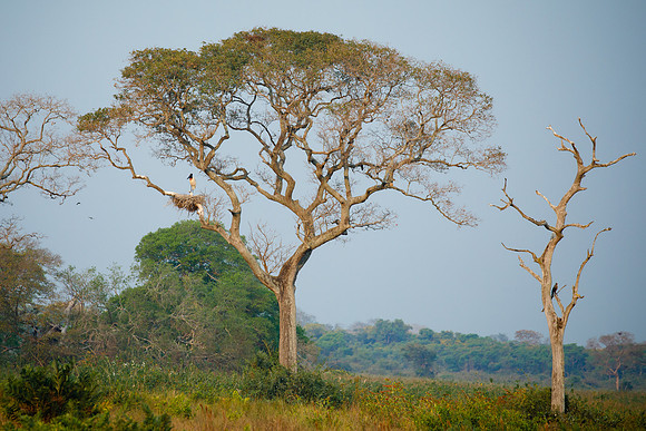 Jabiru nest