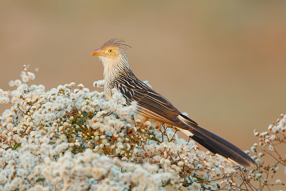 Guira Cuckoo