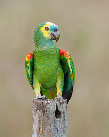 Blue-fronted Parrot