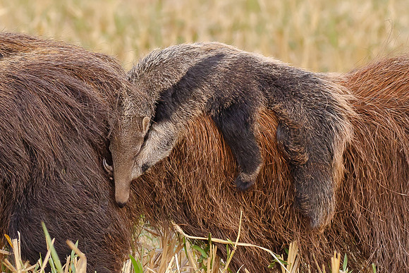 Giant Anteater, carrying young