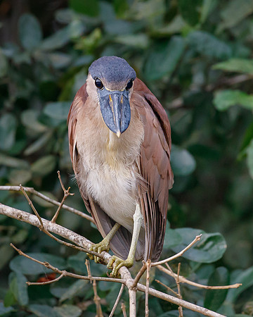 Boat-billed Heron