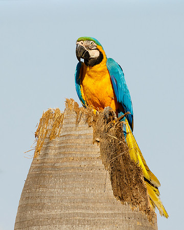 Blue-and-yellow Macaw at nest