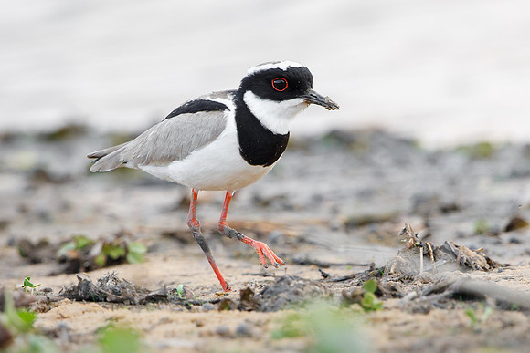 Pied Lapwing