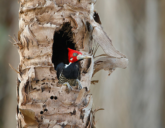 Crimson-crested Woodpecker