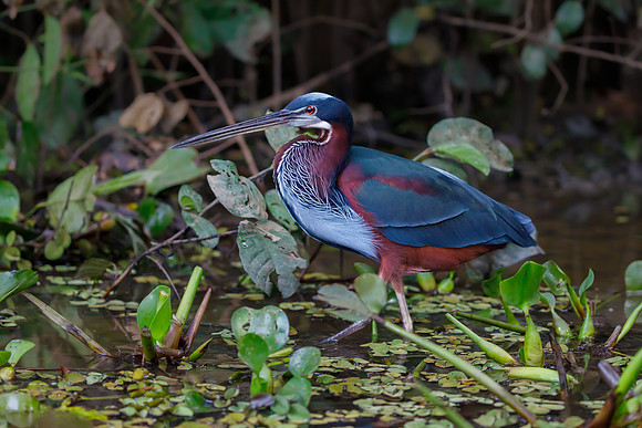 Agami Heron