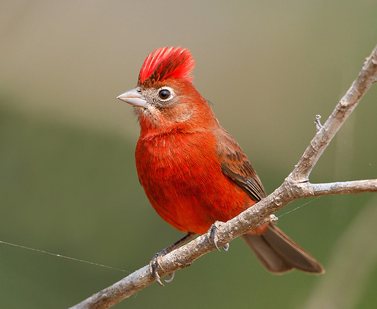 Red-crested Finch