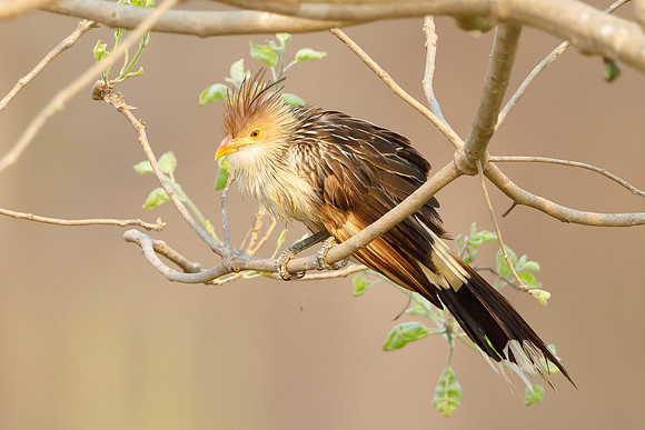 Guira Cuckoo