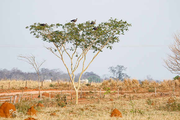 Southern Screamers