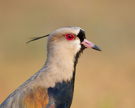 Southern Lapwing