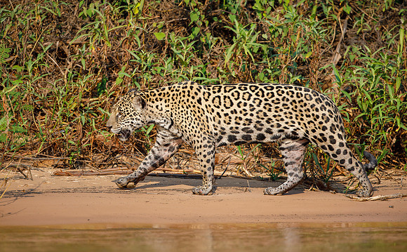 Jaguar