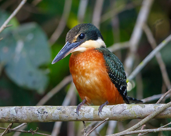 Green-and-rufous Kingfisher