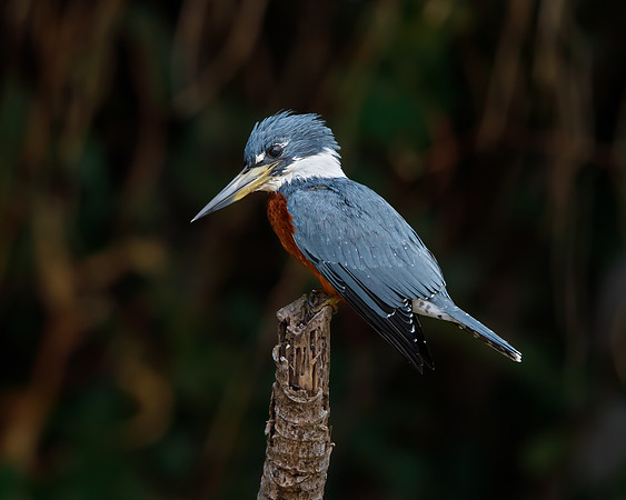 Ringed Kingfisher