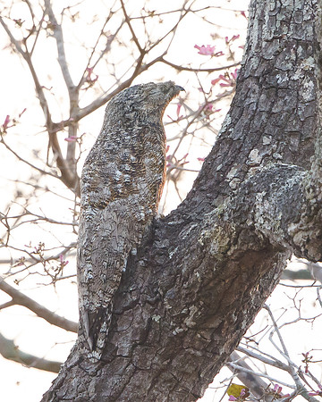 Great Potoo