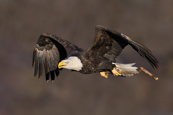 Bald Eagle, with nest material