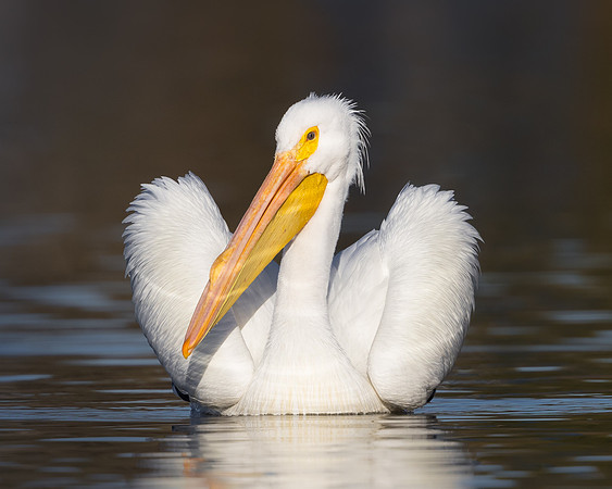 American White Pelican