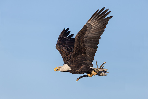 Bald eagle, with nest material