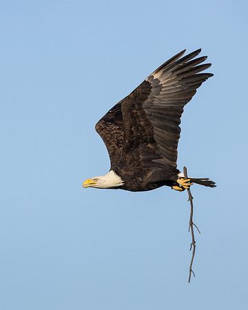 Bald eagle, with nest material