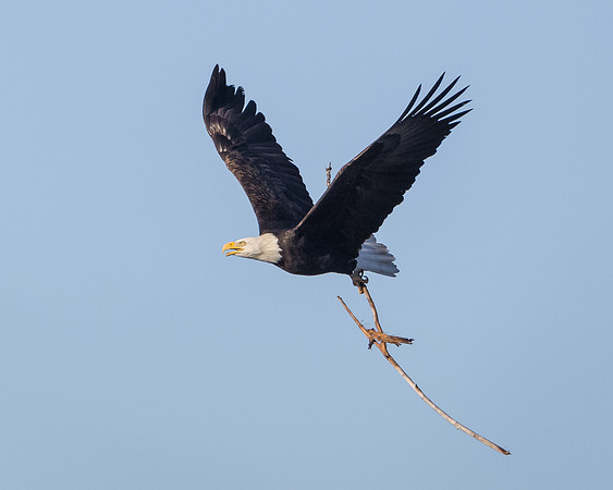 Bald eagle, with nest material