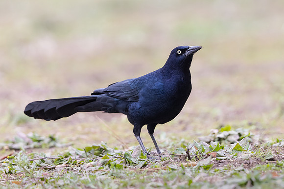 Great-tailed Grackle