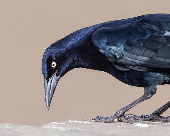 Great-tailed Grackle