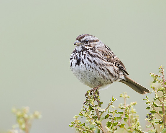 Song Sparrow