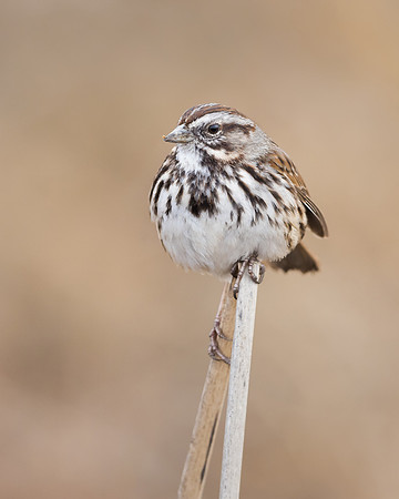 Song Sparrow