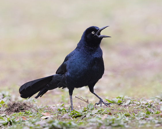Great-tailed Grackle