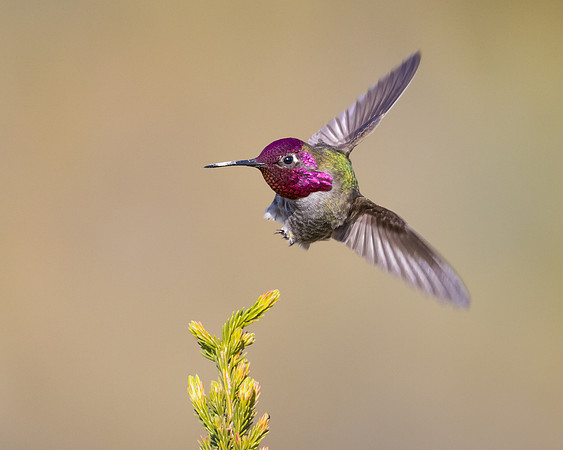 Anna's Hummingbird