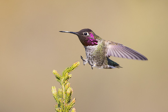 Anna's Hummingbird