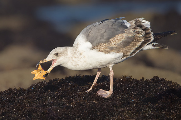 Western Gull, with sea star