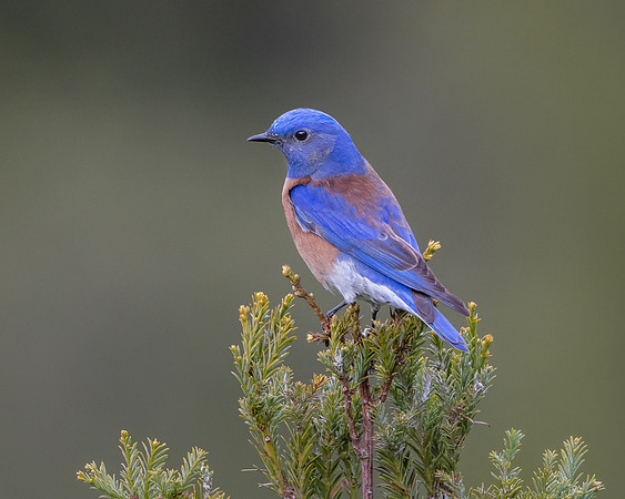 Western Bluebird