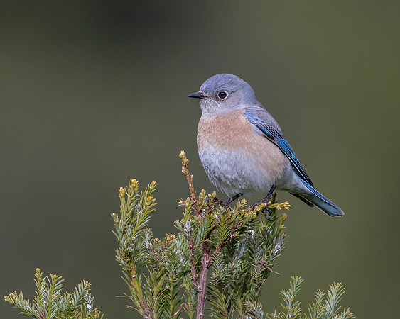 Western Bluebird