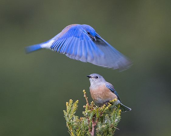 Western Bluebirds, male & female