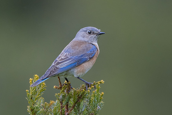 Western Bluebird