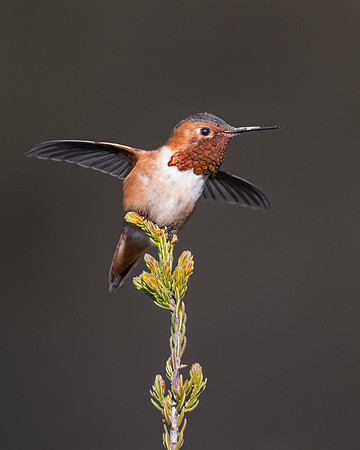 Allen's Hummingbird