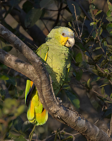 Orange-winged Amazon