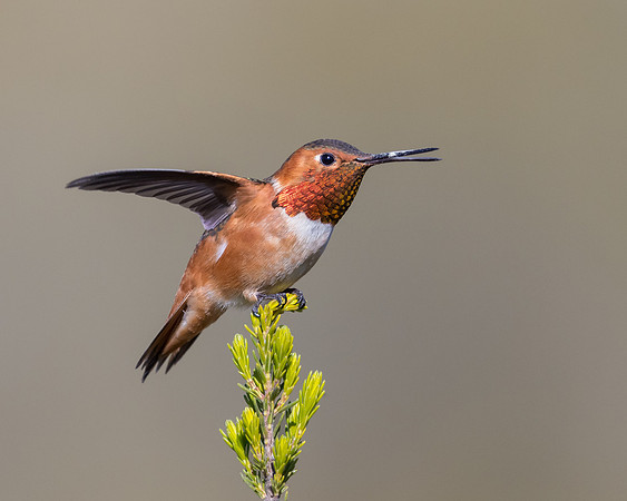 Allen's Hummingbird