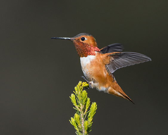 Allen's Hummingbird
