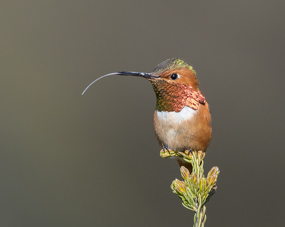 Allen's Hummingbird