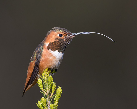 Allen's Hummingbird