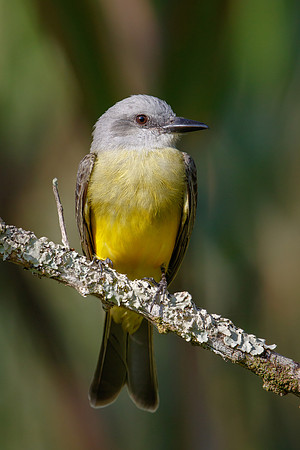 Tropical Kingbird