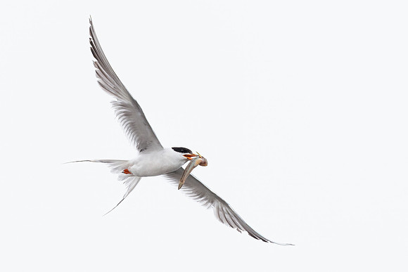 Forester's Tern