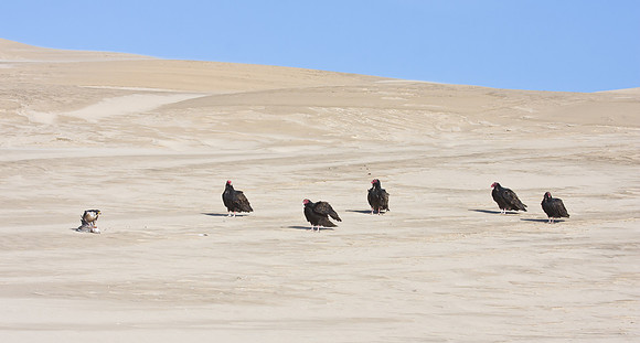 Turkey Vultures, waiting for leftovers from Peregrine Falcon