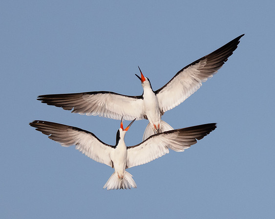 Black Skimmers