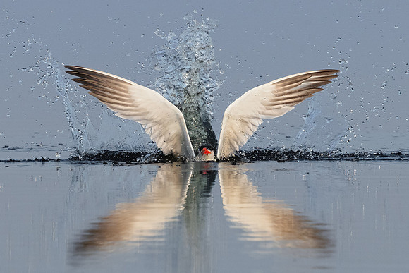 Caspian Tern