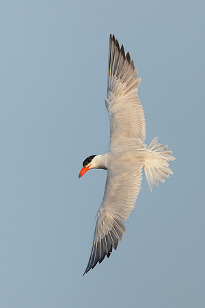 Caspian Tern