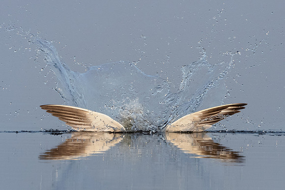 Caspian Tern