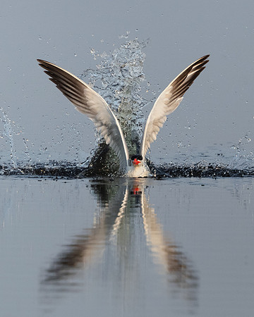 Caspian Tern