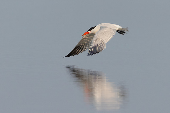 Caspian Tern